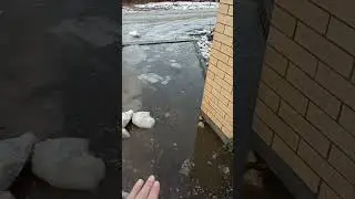 Утки и гуси купаются в луже от снега!                   