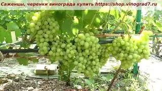 25 июля и Кишми венус с ГФ Красавчик- ну посмотрите. они же оба замечательные! Пузенко Наталья