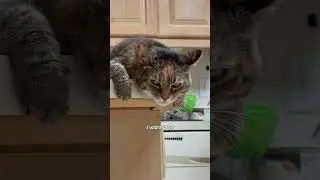 I’m calling 911 !! 😭 #catlife #tabbycat