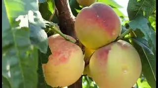 Персик Сочний. Peach Sochny. Десертний сорт з оригінальним смаком і рекордним вмістом соку!