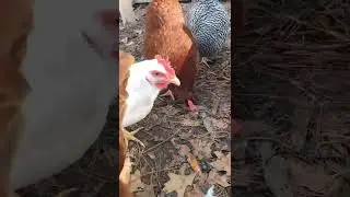 you chickens want some blueberries? | backyard chickens
