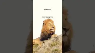 LION ATTITUDE QUOTE🔥| ft.LION #lionattitudestatus #lionquotes #lion