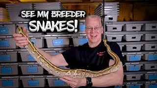 My Ball Python Breeding Plans for 2026