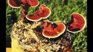 Kırmızı Reishi Mantarı