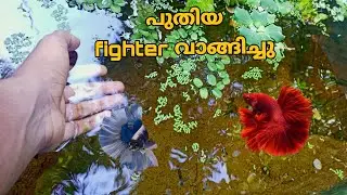 ഞാൻ 2 FIGHTER FISH വാങ്ങിച്ചു GUYS|😍🤩|മീൻകുളത്തിൽ പുതിയ മീനുകളെ ഇട്ടു 😍❤️|MALAYALIS STUDIO|