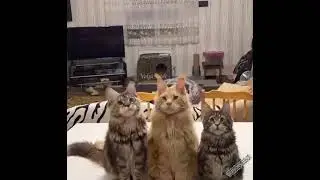 Тик-так часики
