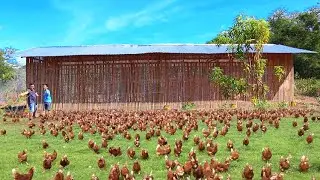 DAY OLD CHICKS VACCINATION & RICE HULL FOR THE COOP