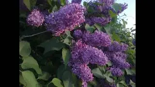 ВДНХ