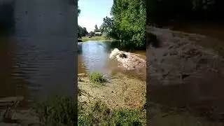Переправка быка через глубокую речку.