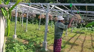 Video Full Saat Pembagian Hadiah Lomba Kokok Ayam Hutan Hijau Piala Raja di Lombok