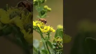 Насекомые Осы 🐝