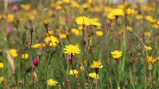 Why Meadows Matter, a talk by author Stephen Moss
