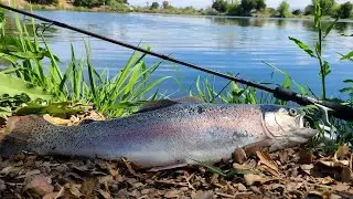 Campbell Perc Ponds BIG Trout