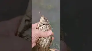 На рыбалке выпускаю карася №2 #рыбалка #рыба #fishing #рыба