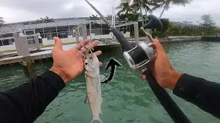 GROUPER Fishing Under DOCKS