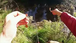 Окуньки на лесной речке.
