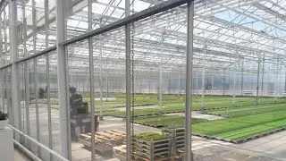 Как сократить применение препаратов в теплице?