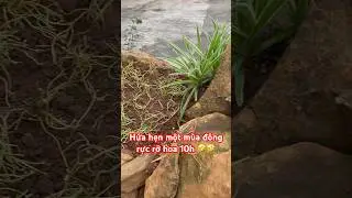 Hoa mười giờ #2 #hoamuoigio #hoa10h #shorts