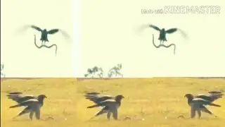 Eagles Hard Beak Easily Defeated Snake | Animals