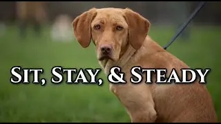 Sit, Stay, and Steadiness Dog Training Drills