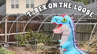 Fun with Dino costume