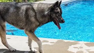 Did This Husky REFUSE To Jump In the Pool?