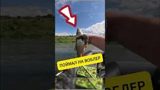 Поймал голавля на Воблер TsuYoki PLUG SSR 38F.mp4 #fishing #рыбалка