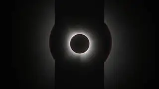 Sometimes you just gotta go for it…🌙 #solareclipse #nature #birds