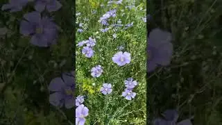 Последний день июня