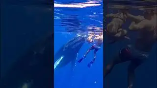 INSANE encounter with a giant humpback whale in Tahiti 🐳 #whale #wildlife #shorts