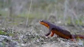 William Tell the Newt