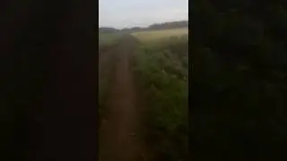 На прогулке с собакой