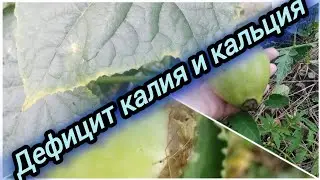 Вершинная гниль, калиевый ожог и мои огородные неудачи