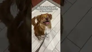 #dogshorts #doglover