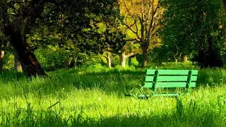 숲속에서 듣는 잔잔한 힐링음악 모음 3시간 🎵 아침음악, 명상음악, 스트레스해소음악, 요가음악