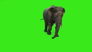 elephant 🐘 green screen video|Tiktok style whatsapp status video|Telugu green screen video