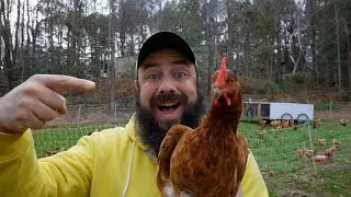 You Need This Chicken Breed