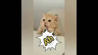 смешные коты | приколы с животными, funny cats