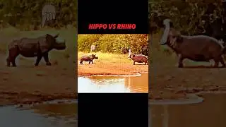 The hippo tries to scare the rhino but!! 