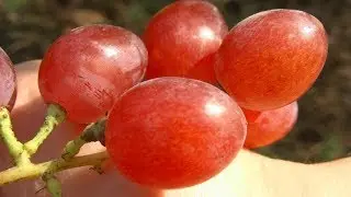 I replace useless grape varieties.