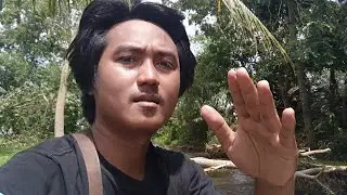 POHON TUMBANG - MEDIA REVIEWS