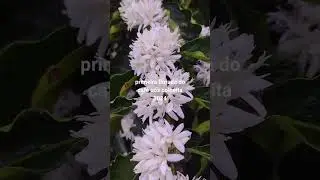 LINDAS FLORES DE CAFÉ EM VITÓRIA DO ESPÍRITO SANTO 🌺🌺