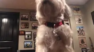 Dog 🐶 Song