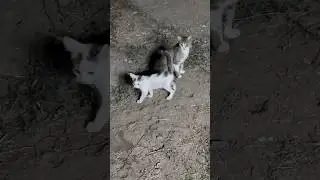 Жизнь деревенских котиков👍