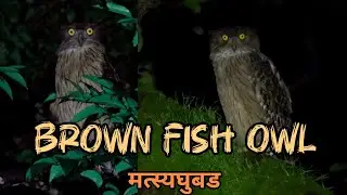 दिवसा व रात्री शिकार करणारे घुबड | Brown fish owl | मत्स्य घुबड #owl #reels #wildlife #viralvideo