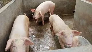 Pig farm in Assam ll Taking care of pregnant pigs and piglets ll