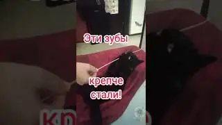 Кошка яростно грызёт проволоку. #кошка #грызет #shorts #проволока