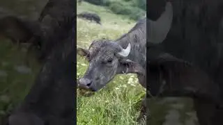 Сегодня снял буйволов 🦬