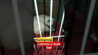 Lahirnya si buah hati #shorts#kucing