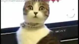 офигевший кот